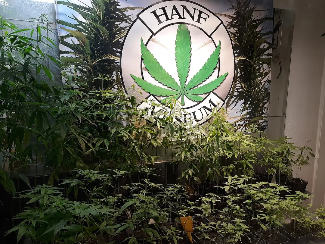 Hanf Museum