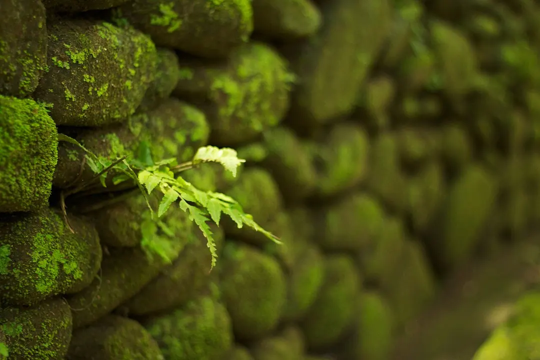 Affenwald von Ubud
