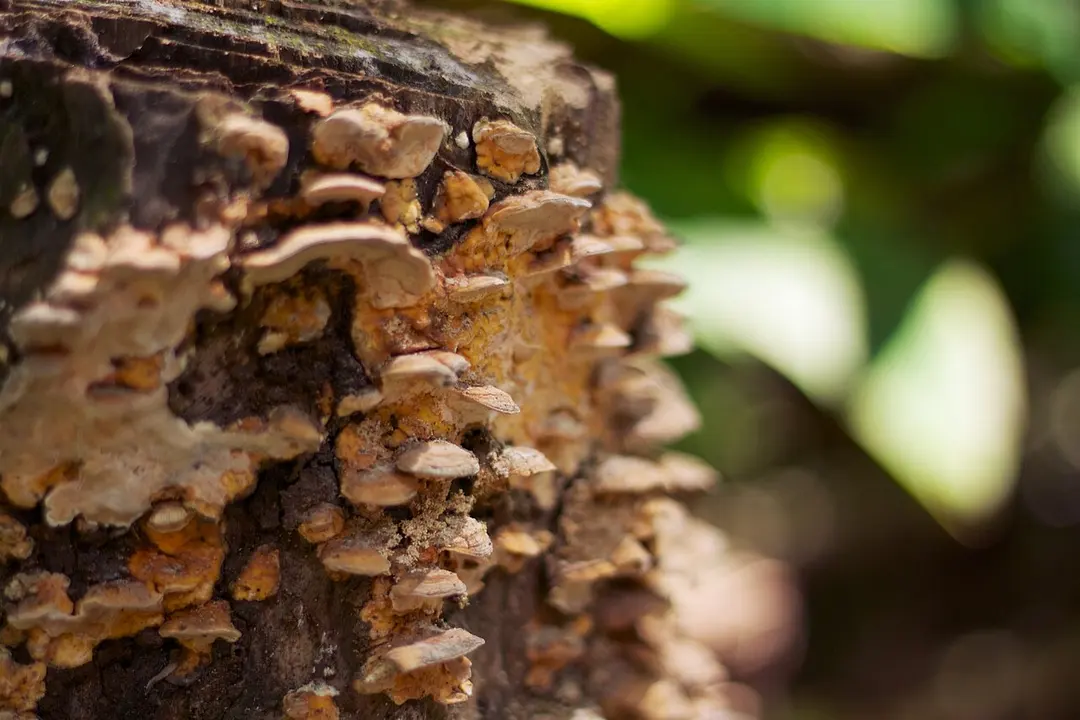 Affenwald von Ubud