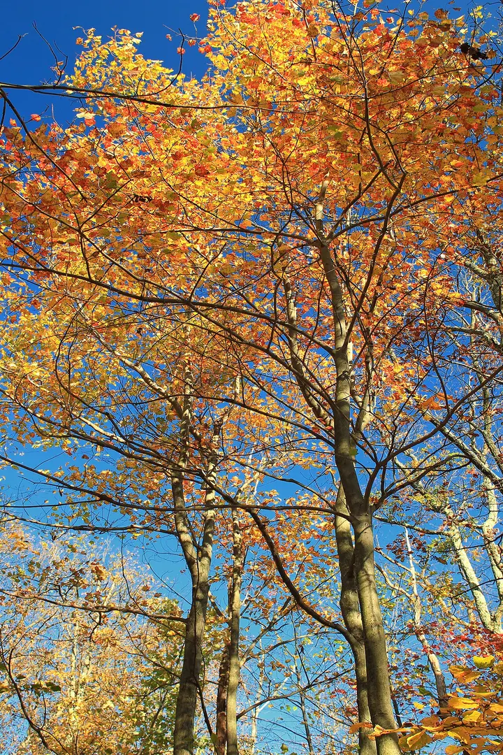 Appalachian National Scenic Trail