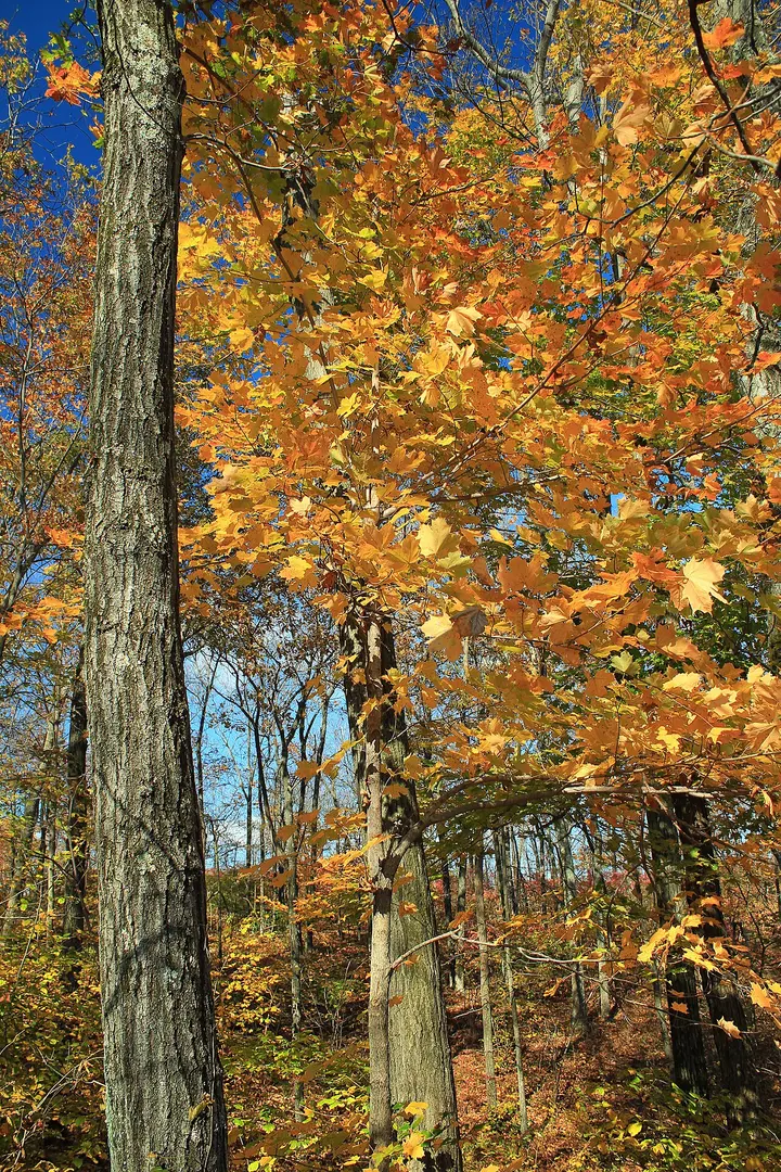 Appalachian National Scenic Trail