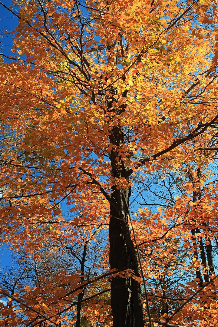 Appalachian National Scenic Trail