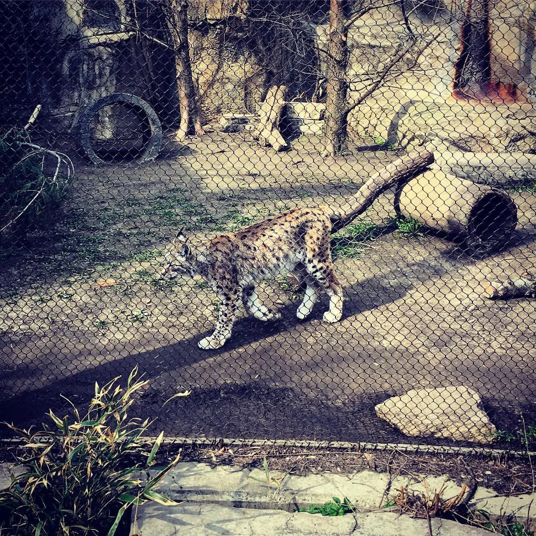 Lincoln Park Zoo Chicago