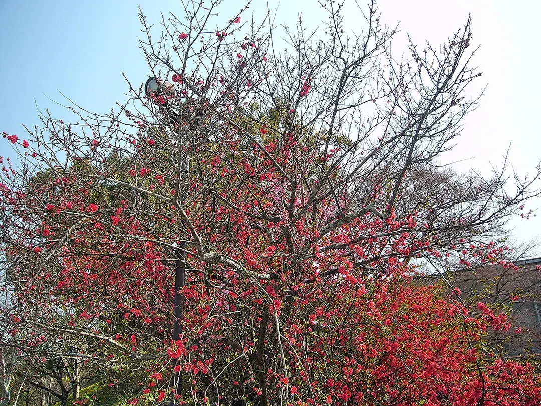平等院