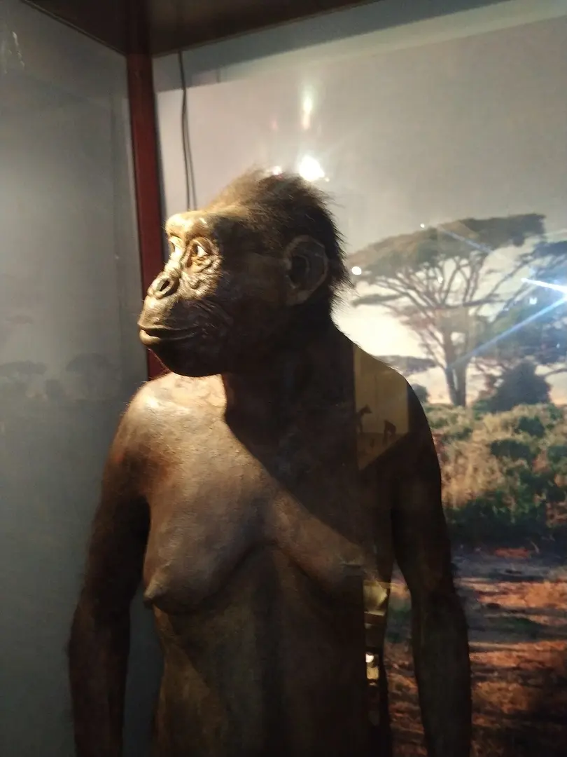 Evolutionsmuseum