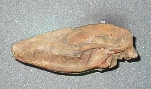 Evolutionsmuseum