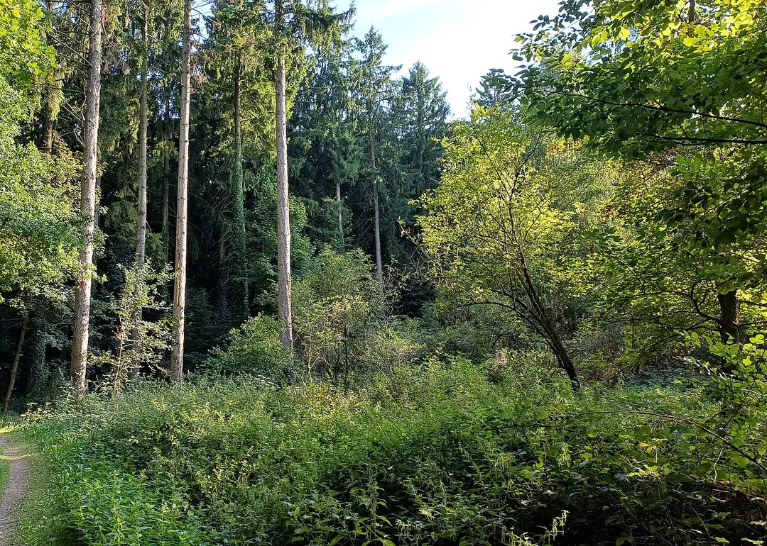 Saubachtal / Lehmsief südlicher Teilbereich