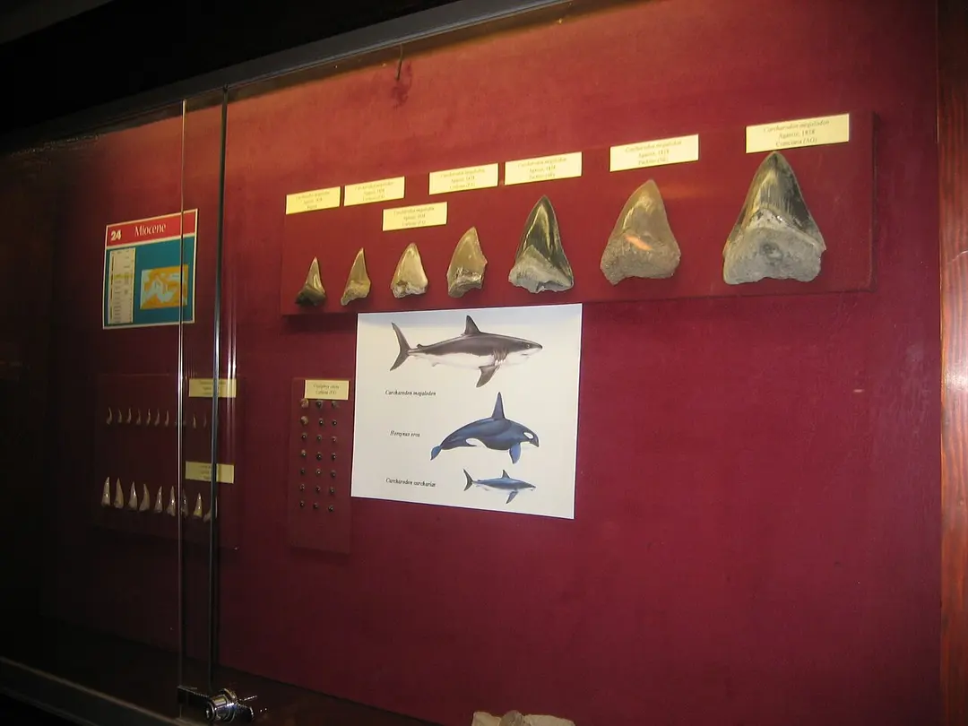 Museo Geologico Gemmellaro