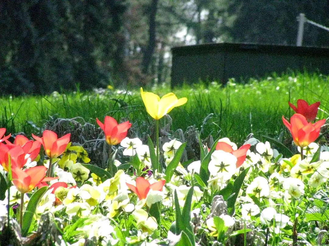 Carol-Park