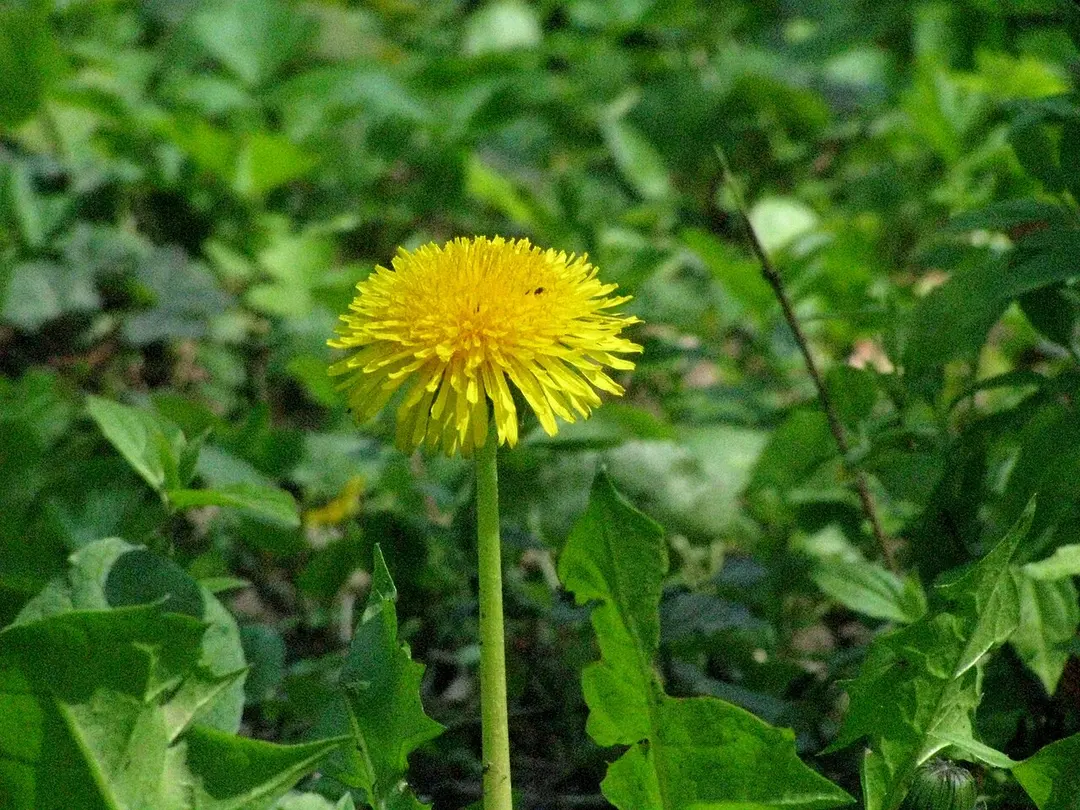 Carol-Park
