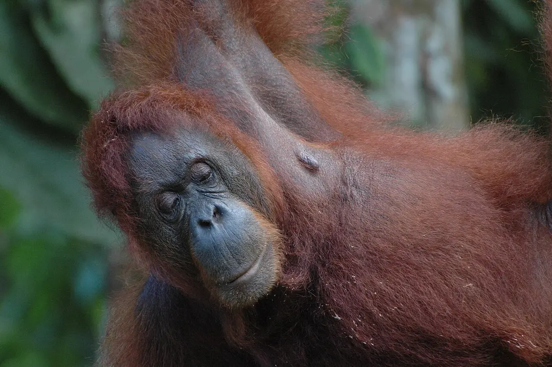 Bornean Orangutans