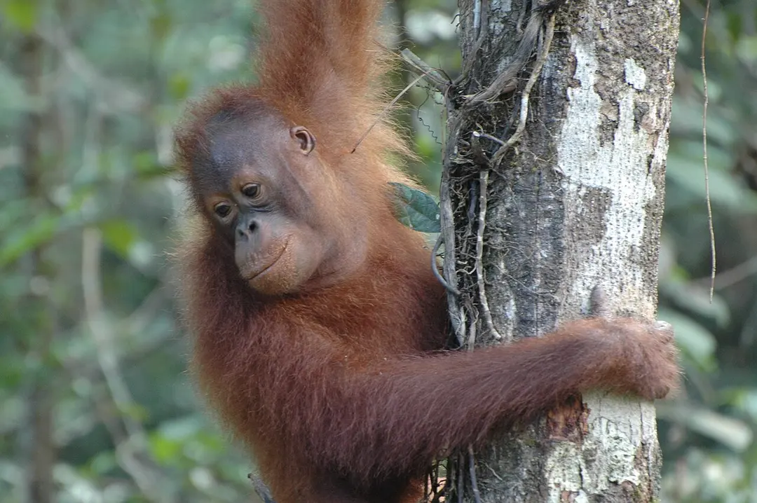 Bornean Orangutans
