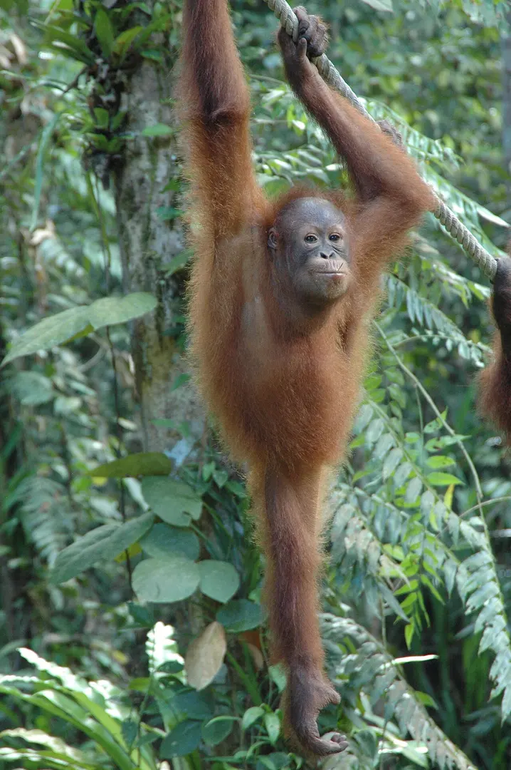 Bornean Orangutans