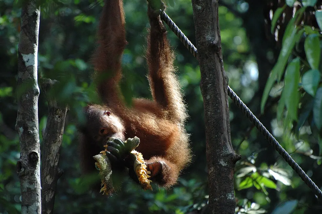 Bornean Orangutans