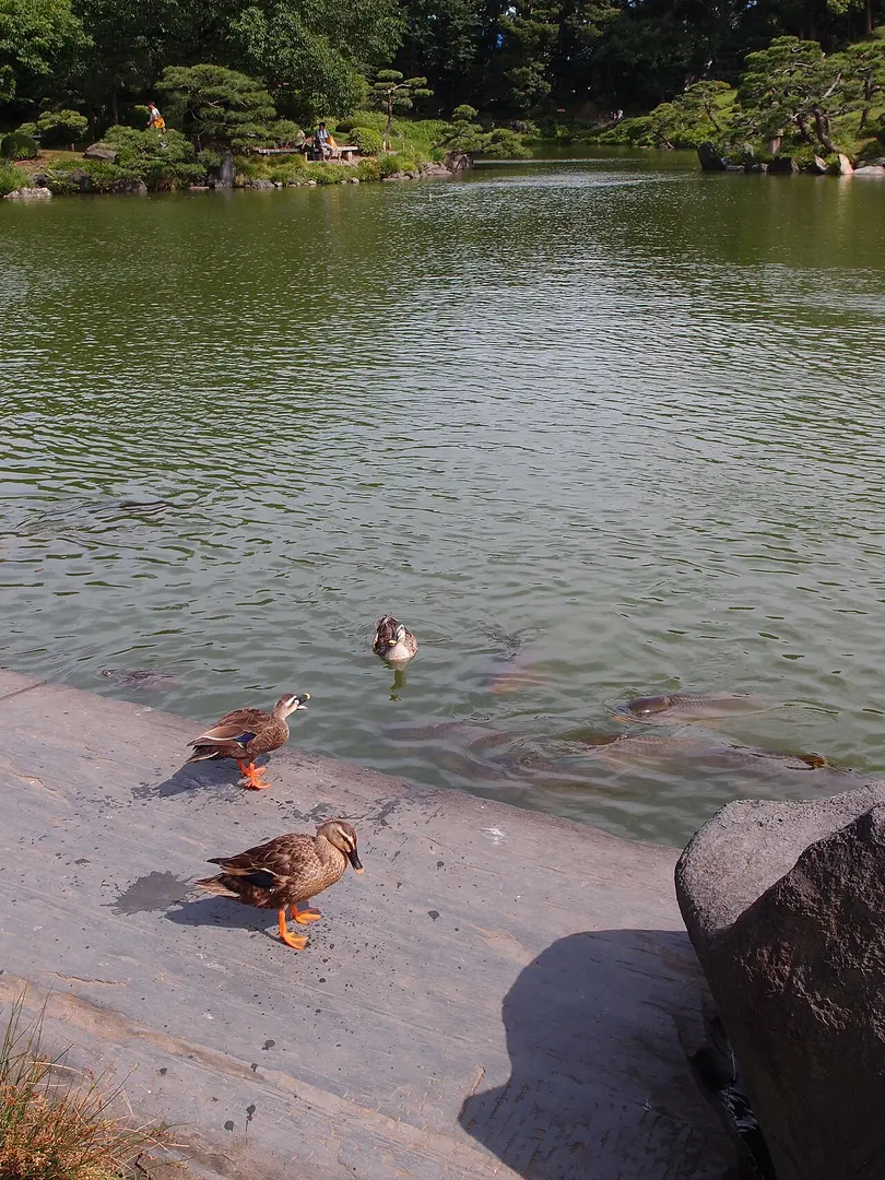 清澄庭園