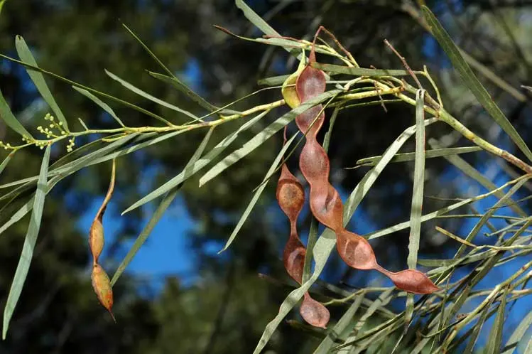 Australian National Botanic Gardens