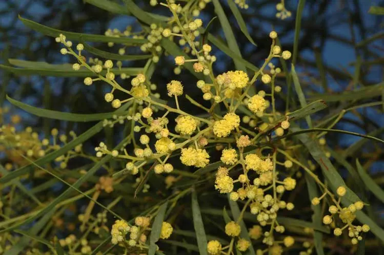 Australian National Botanic Gardens