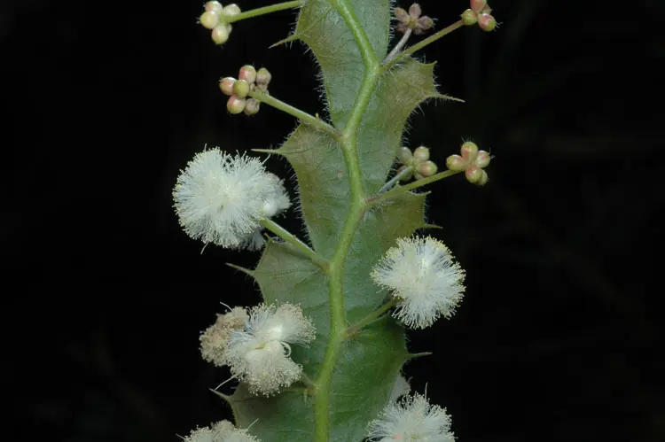 Australian National Botanic Gardens