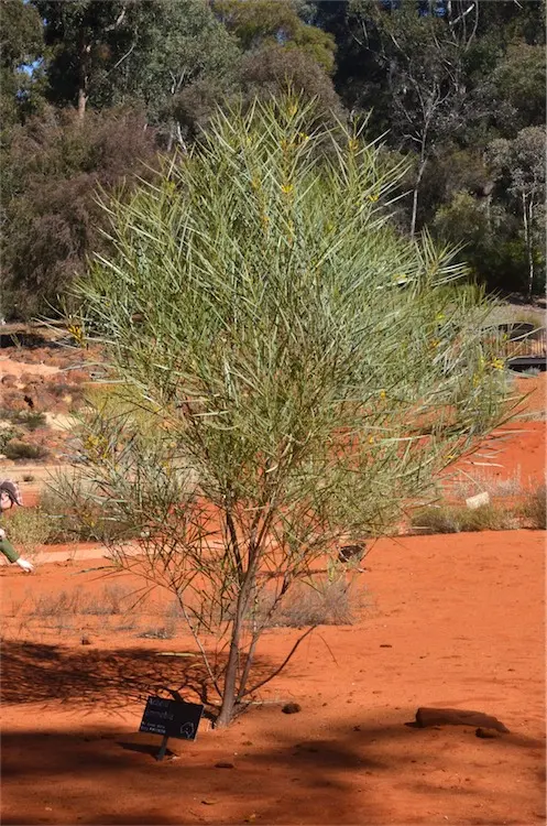 Australian National Botanic Gardens