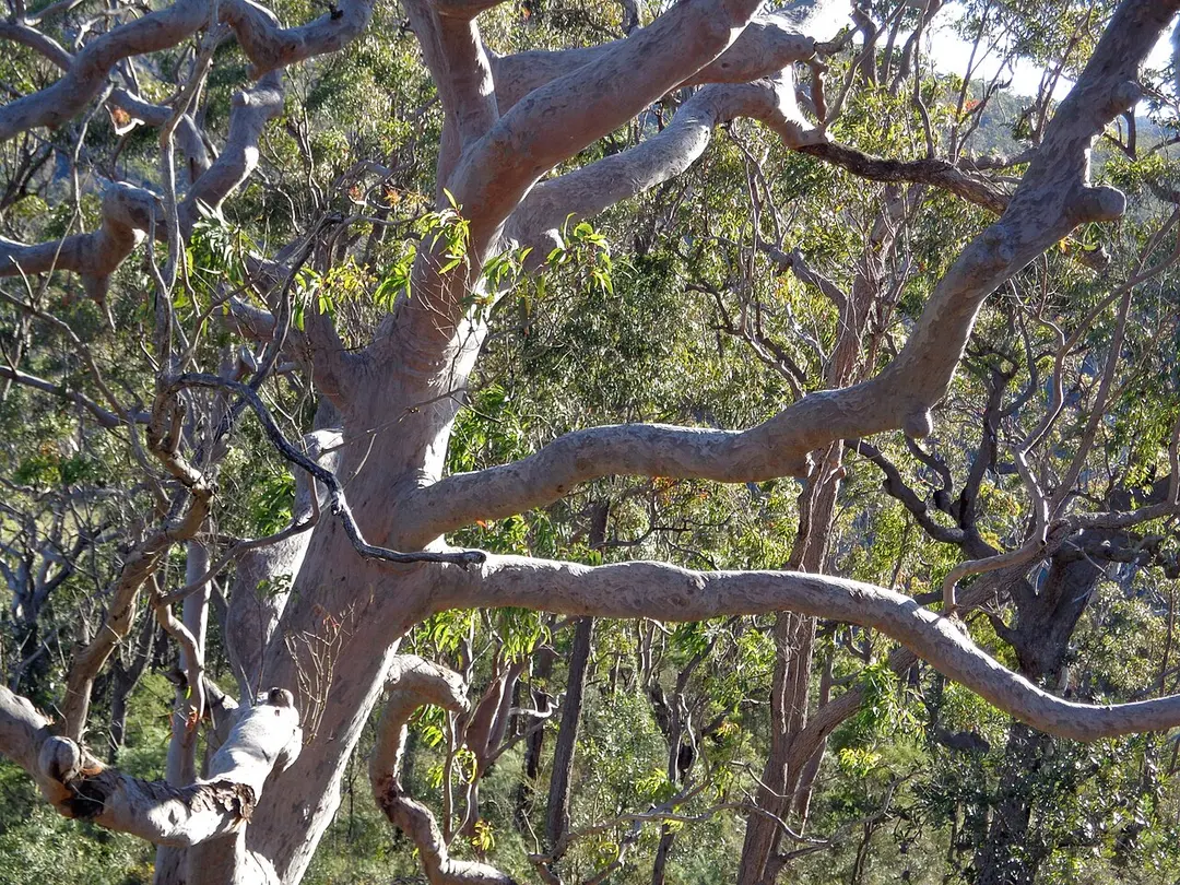 Dharug National Park