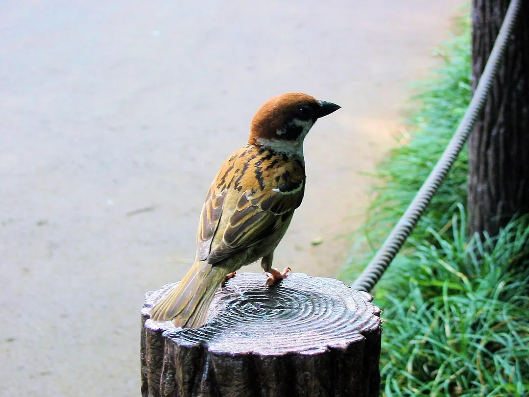 北の丸公園